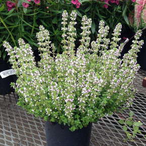 Thymus citriodorus (Lemon Thyme)