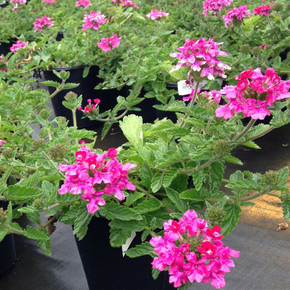 Verbena Endurascape™ Hot Pink