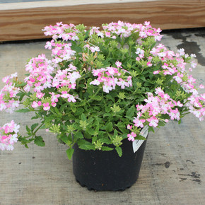 Verbena Lanai® Twister Pink