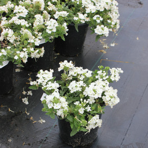 Verbena Lanai® White