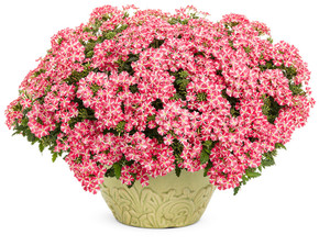 Verbena Superbena Royale® Cherryburst