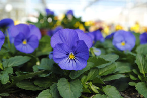 Viola Sorbet® XP True Blue