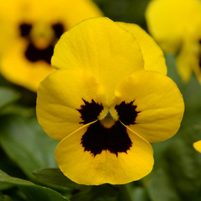 Viola Sorbet® XP Yellow Blotch