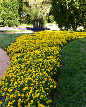 Viola Sorbet® XP Yellow Blotch