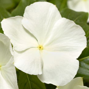 Vinca Cora® XDR White