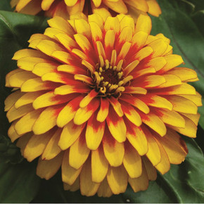 Zinnia Swizzle™ Scarlet And Yellow