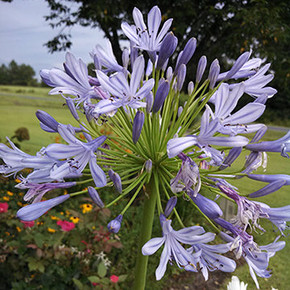 Agapanthus africanus (Lily of the Nile)