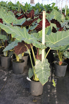 Alocasia Mayan Mask