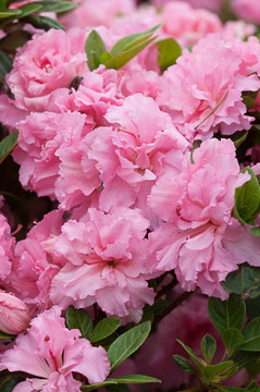 Azalea Bloom-A-Thon® Pink Double