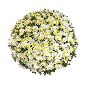 Belgian Mums® Aluga White