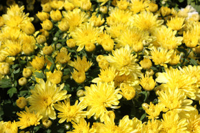 Belgian Mums® Aluga Yellow