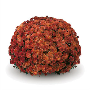 Belgian Mums® Padre Orange