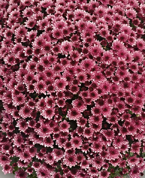 Belgian Mums® Vigorelli Purple