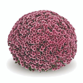 Belgian Mums® Vigorelli Purple