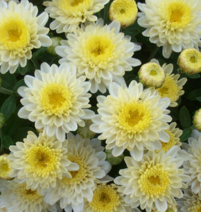 Belgian Mums® Padre White