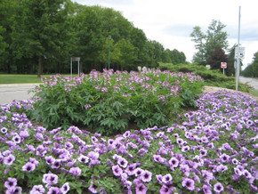 Cleome Senorita Rosalita®