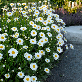 Leucanthemum Becky