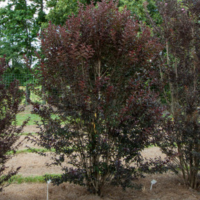 Lagerstroemia Midnight Magic™ (Crape Myrtle)