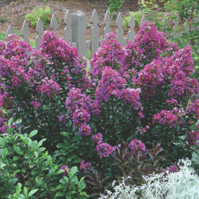 Lagerstroemia Purple Magic (Crape Myrtle)