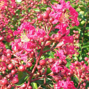 Lagerstroemia Victor (Crape Myrtle)