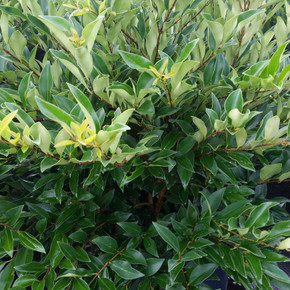 Ligustrum East Bay (Privet)