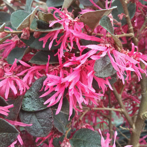 loropetalum ever red sunset