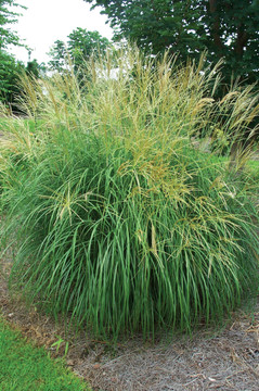 Miscanthus Adagio (Dwarf Maiden Grass)