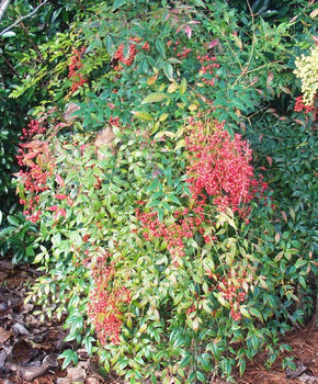 Nandina domestica