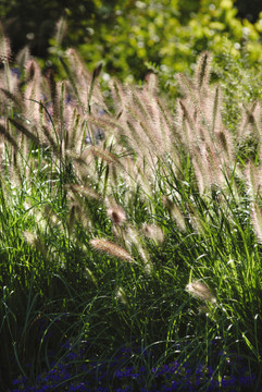 Pennisetum Cassian