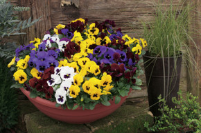 Pansy Delta™ Premium Blotch Mix