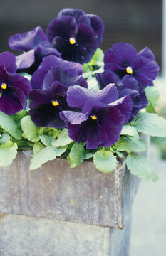 Pansy Delta™ Premium Pure Violet