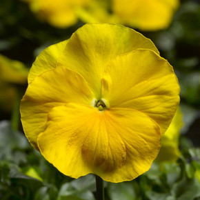 Pansy Delta™ Premium Pure Yellow