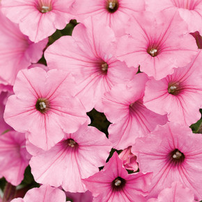 Petunia Supertunia Vista® Bubblegum®