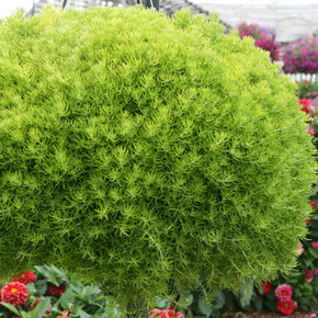 Hanging basket