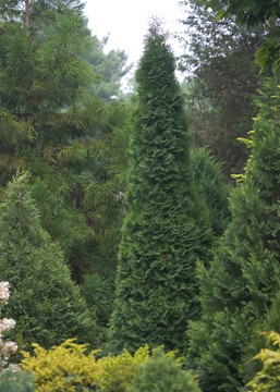 Thuja North Pole® (Arborvitae)