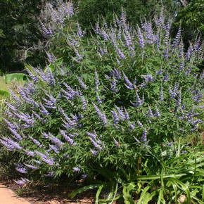 Vitex Shoal Creek