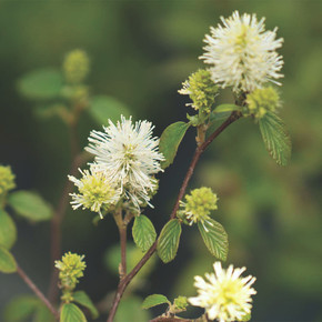 Fothergilla Legend of the Fall®