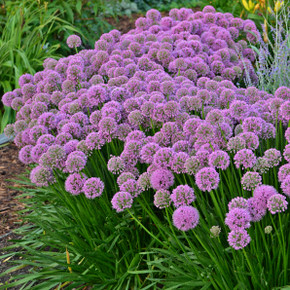 Allium Millenium (Ornamental Onion)