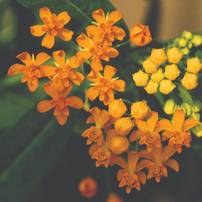 Asclepias Silky Gold (Milkweed)