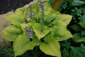 Hosta Shadowland® Coast to Coast