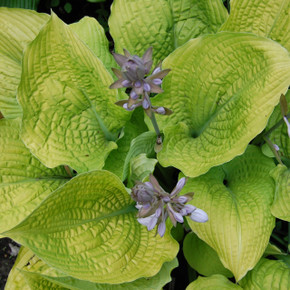 Hosta Shadowland® Coast to Coast