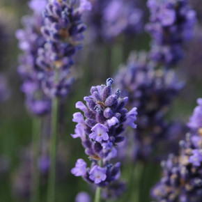 Lavandula SuperBlue