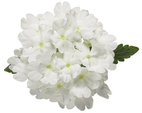 Verbena Superbena® Whiteout™