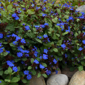 Ceratostigma plumbaginoides (Hardy Plumbago)