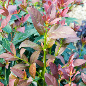 Viburnum Coppertop™