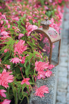 Begonia Funky® Pink