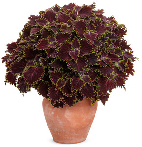 Coleus ColorBlaze® Wicked Witch™