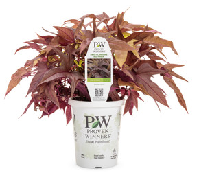 Ipomoea Sweet Caroline Red Hawk™ (Sweet Potato Vine)