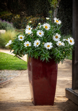 Leucanthemum Betsy™