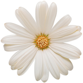 Osteospermum Bright Lights™ White (African Daisy)